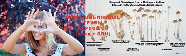 дмт Бородино